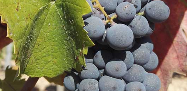 La DOP Yecla acuerda por unanimidad retirar la cuota de cosecha 2020 a los viticultores
