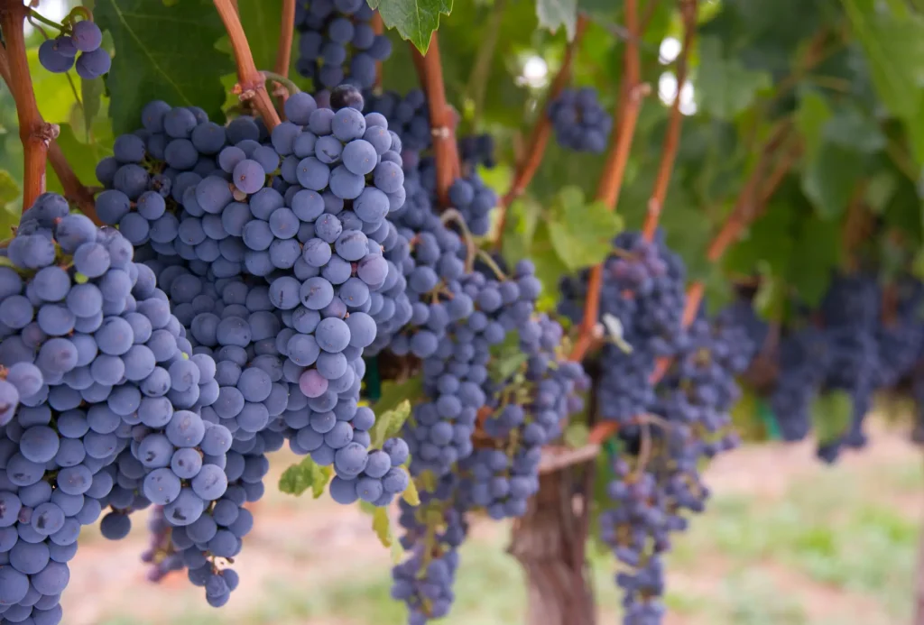 Contacto-uvas