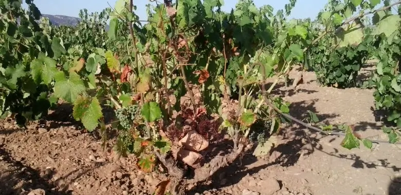 Enfermedades de la madera de la vid