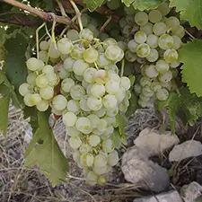 Variedad Airen