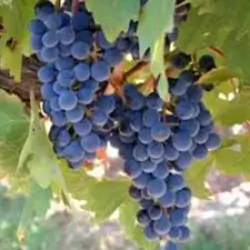 Variedad Cabernet Sauvignon