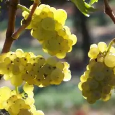 Variedad Chardonnay