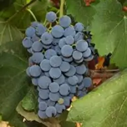 Variedad Garnacha Tinta