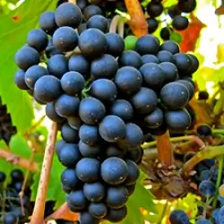 Variedad Petit verdot