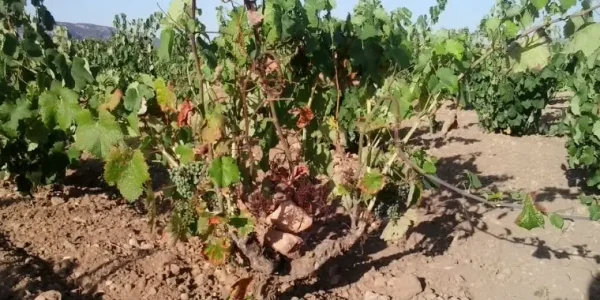 Enfermedades de la madera de la vid