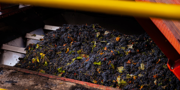 previsión vendimia yecla 2025